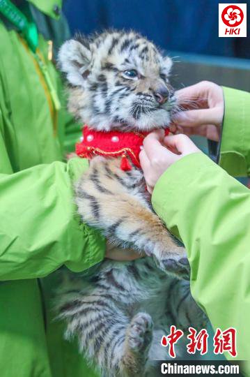 园区内出生不久的小老虎穿着围兜和小袜子在饲养员的怀抱里。　陈怡婷 摄
