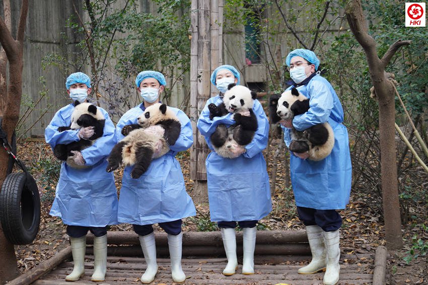 熊猫和饲养员向全国人民送上新春祝福。成都大熊猫繁育研究基地供图
